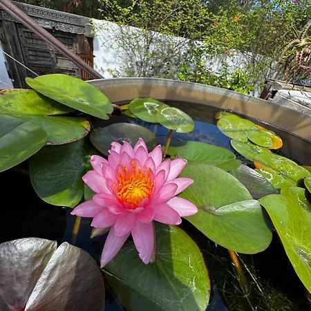 Ravine des CabrisLotus Garden - Ile De La Reunion别墅 外观 照片
