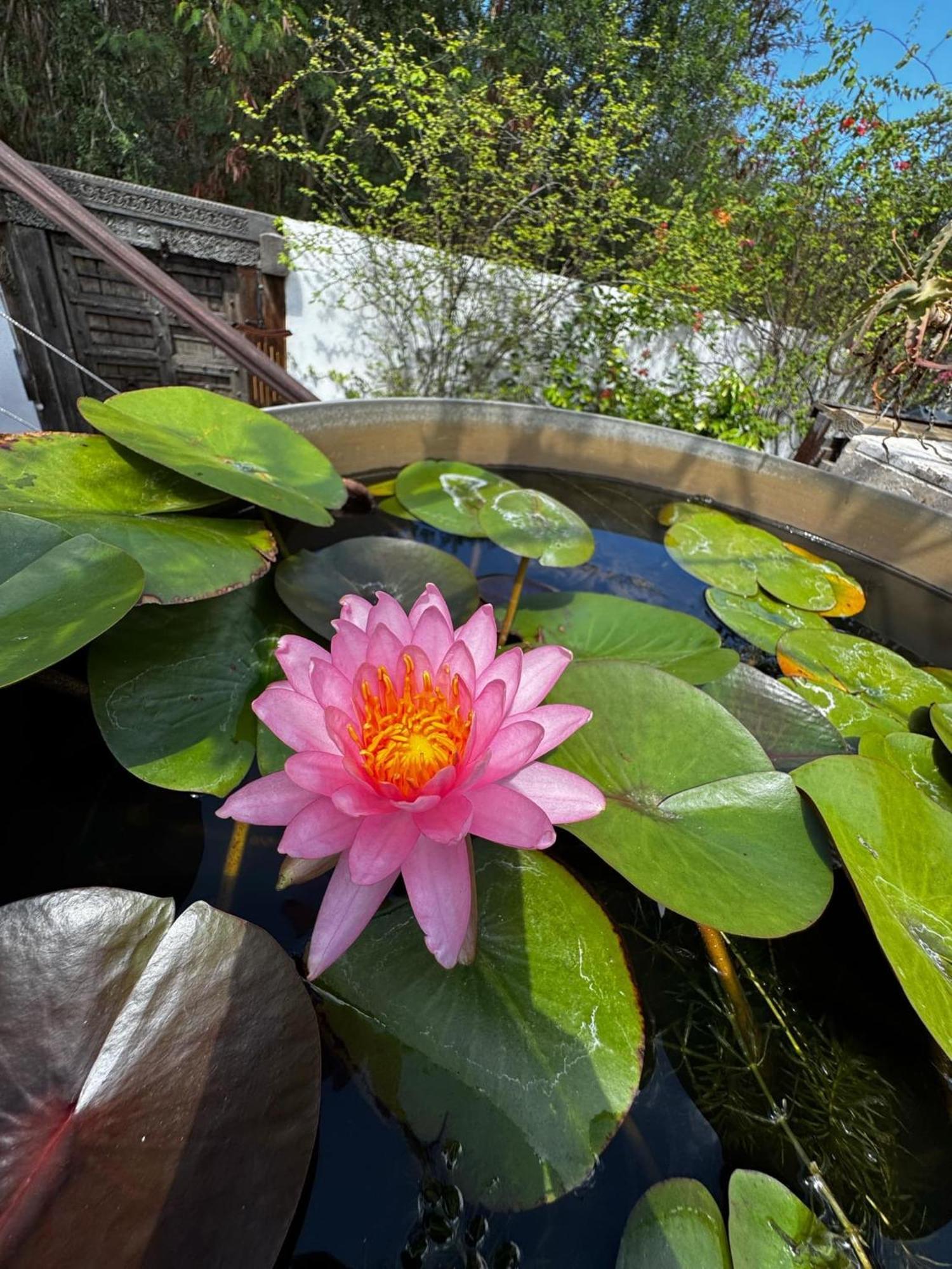 Ravine des CabrisLotus Garden - Ile De La Reunion别墅 外观 照片